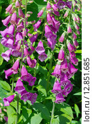 Наперстянка пурпурная (лат. Digitalis purpurea) в саду. Стоковое фото, фотограф Елена Коромыслова / Фотобанк Лори