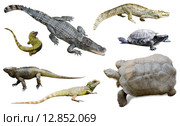 set of several reptilian. Стоковое фото, фотограф Яков Филимонов / Фотобанк Лори