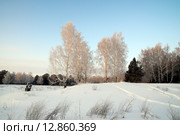 Зима. Березы в инее. Стоковое фото, фотограф Александр Тараканов / Фотобанк Лори
