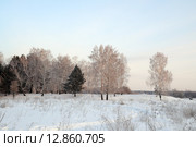 Заснеженная опушка леса. Стоковое фото, фотограф Александр Тараканов / Фотобанк Лори