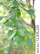 Ветка с  листьями березы субарктической (Betula subarctica N.I. Orlova) Стоковое фото, фотограф Ирина Борсученко / Фотобанк Лори