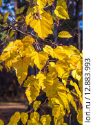 Клён татарский. Черноклён. Неклён (Acer tataricum). Осенняя ветка с жёлтыми листьями. Стоковое фото, фотограф Евгений Мухортов / Фотобанк Лори