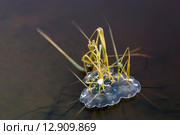 Трава вмерзла в лед на реке. Стоковое фото, фотограф Алексей Маринченко / Фотобанк Лори