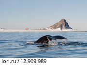 Хвост кита над водой в Антарктике. Стоковое фото, фотограф Vladimir / Фотобанк Лори