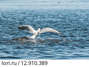 Чайка взлетает с воды. Стоковое фото, фотограф Игорь Низов / Фотобанк Лори