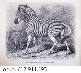 Дау (equus Burchellii) - рисунок из книги А. Брэма "Жизнь животных" 1896г. Стоковая иллюстрация, иллюстратор Вера Смолянинова / Фотобанк Лори