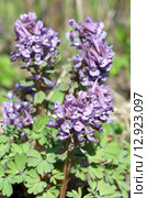 Хохлатка Галлера, или Хохлатка плотная (лат. Corydalis halleri, Corydalis solida ) Стоковое фото, фотограф Елена Коромыслова / Фотобанк Лори