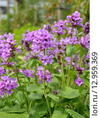 Яркие цветы Stachys macrantha (C. Koch) Stearn - Чистец крупноцветковый (Буквица крупноцветковая) Стоковое фото, фотограф Валерия Попова / Фотобанк Лори