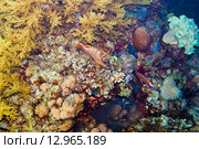Подводная жизнь обитателей Красного моря. Стоковое фото, фотограф Игорь Дашко / Фотобанк Лори