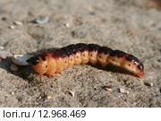 Гусеница ночной бабочки древоточца пахучего (Cossus cossus) Стоковое фото, фотограф Александр Плахов / Фотобанк Лори