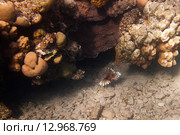 Рыба-крылатка на морском дне. Стоковое фото, фотограф Игорь Дашко / Фотобанк Лори