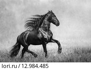 Жеребец Фризской породы в туманном поле. Черно-белая фотография. Стоковое фото, фотограф Абрамова Ксения / Фотобанк Лори