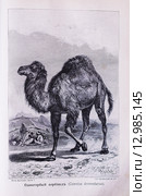 Одногорбый верблюд (Саmelus dromedarius) - фотография рисунка (картины), выполненного техникой изготовления гравюры на дереве из книги А. Брэма "Жизнь животных" 1896г. Стоковая иллюстрация, иллюстратор Вера Смолянинова / Фотобанк Лори