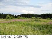 Русское поле. Стоковое фото, фотограф Оксана Синникова / Фотобанк Лори