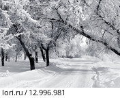 Winter park, scenery. Стоковое фото, фотограф ElenArt / Фотобанк Лори