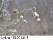 Осень. Ноябрь. Чертополох. Стоковое фото, фотограф Emmerdeur / Фотобанк Лори