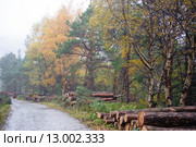 Стволы спиленных деревьев собранные в штабеля в лесу. Стоковое фото, фотограф Татьяна Кахилл / Фотобанк Лори