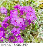 Флокс прижатый (Phlox procumbens). Почвопокровное садовое растение. Цветущий куст. Стоковое фото, фотограф Евгений Мухортов / Фотобанк Лори