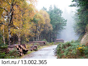 Стволы спиленных деревьев собранные в штабеля в лесу. Стоковое фото, фотограф Татьяна Кахилл / Фотобанк Лори