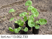 Рассада Пеларгонии зональной (лат. Pelargonium zonale) перед посадкой в открытый грунт. Стоковое фото, фотограф Елена Коромыслова / Фотобанк Лори