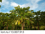 Плантации папайи (Carica papaya), остров Thoddoo в Индийском океане. Стоковое фото, фотограф KEN VOSAR / Фотобанк Лори