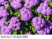 Агератум Гаустона (Ageratum houstonianum) Стоковое фото, фотограф Николай Коржов / Фотобанк Лори