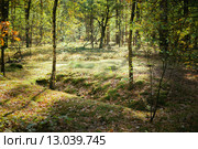 Летний лес. Стоковое фото, фотограф g.bruev / Фотобанк Лори