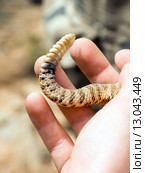 Погремушка ядовитой змеи - гремучника зеленого (Crotalus viridis lutosus), в руках человека (2015 год). Стоковое фото, фотограф Ирина Кожемякина / Фотобанк Лори