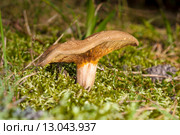 Свинушка (Paxillus involutus) Стоковое фото, фотограф Михаил Кочиев / Фотобанк Лори