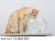 Кошка пьет воду из аквариума с золотой рыбкой. Стоковое фото, фотограф Иванов Алексей / Фотобанк Лори