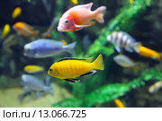 Разноцветные малавийские цихлиды. Рыбы из рода Cynotilapia. Стоковое фото, фотограф Евгений Ткачёв / Фотобанк Лори