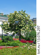 Сирень амурская (лат. Syringa amurensis) в ландшафте Александровского сада (2015 год). Стоковое фото, фотограф Елена Коромыслова / Фотобанк Лори