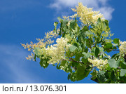 Ветка цветущей Сирени амурской (лат. Syringa amurensis) на фоне голубого неба. Стоковое фото, фотограф Елена Коромыслова / Фотобанк Лори