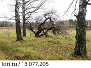 Нарисованная ветром корявая ива у берез. Стоковое фото, фотограф Анатолий Матвейчук / Фотобанк Лори