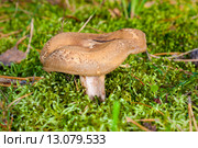 Гриб свинушка тонкая (Paxillus involutus) и зелёный мох. Стоковое фото, фотограф Михаил Кочиев / Фотобанк Лори
