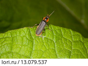 Жук пожарник (Cantharis fusca) на зелёном листе. Стоковое фото, фотограф Михаил Кочиев / Фотобанк Лори