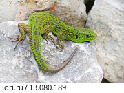 Зелёная ящерица(Lacerta viridis) — вид ящериц из рода Зелёных ящериц. Ящерица греется на солнце. Стоковое фото, фотограф Евгений Мухортов / Фотобанк Лори
