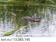 Ондатра, или мускусная крыса (лат. Ondatra zibethicus) плывет среди береговых зарослей. Стоковое фото, фотограф Григорий Писоцкий / Фотобанк Лори