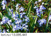 Spring blue flowers closeup. Стоковое фото, фотограф Юрий Брыкайло / Фотобанк Лори