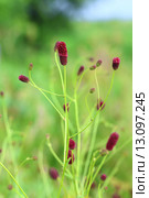 Кровохлёбка лекарственная на лугу. Sanguisorba officinalis. Стоковое фото, фотограф Григорий Писоцкий / Фотобанк Лори