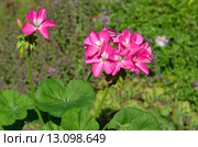 Пеларгония зональная (лат. Pelargonium zonale) в саду. Стоковое фото, фотограф Елена Коромыслова / Фотобанк Лори