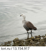 Magellan goose (Chloephaga picta) Стоковое фото, фотограф Keith Levit / Ingram Publishing / Фотобанк Лори