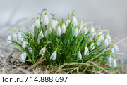 Подснежники Воронова (лат. Galanthus woronowii) Стоковое фото, фотограф Абрамова Ксения / Фотобанк Лори