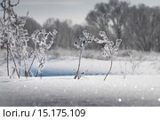 Зима. Иней. Кустарник. Стоковое фото, фотограф Дмитрий Третьяков / Фотобанк Лори