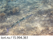 Рыба Сарган или Морская игла. Стоковое фото, фотограф Юлия Машкова / Фотобанк Лори
