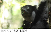 Лемур крупным планом (Indri lemur) Стоковое видео, видеограф Михаил Дударев / Фотобанк Лори