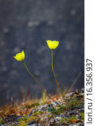 Полярный мак (Papaver radicatum) на Новой Земле. Стоковое фото, фотограф Сергей Гусев / Фотобанк Лори