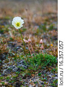 Полярный мак (Papaver radicatum) на Новой Земле. Стоковое фото, фотограф Сергей Гусев / Фотобанк Лори