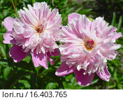 Пион Пинк Камео (лат. Pink Cameo) Стоковое фото, фотограф lana1501 / Фотобанк Лори