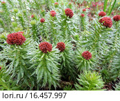 Родиола линейнолистная  (Rhodiola linearifolia), семейство Толстянковые. Стоковое фото, фотограф Заноза-Ру / Фотобанк Лори